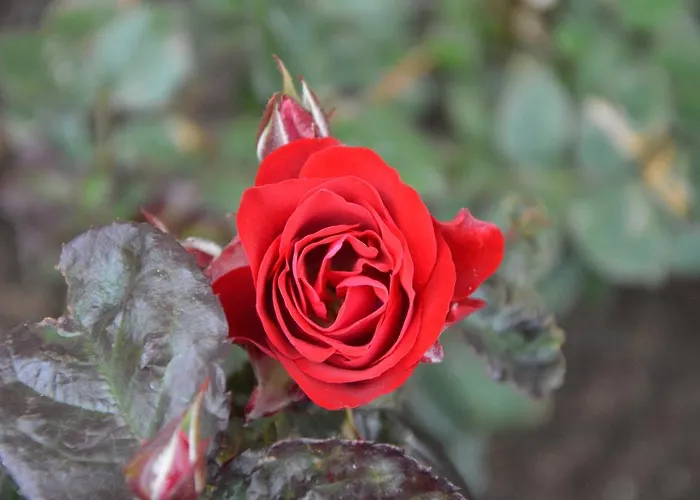 Pansiyon Spokojna Władysławowo